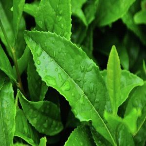 Green Tea Extract